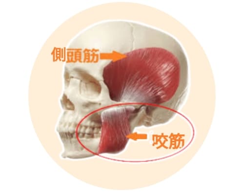 咬筋検査の結果で分かる症状と対策